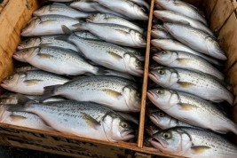 Некачественную рыбную продукцию изъяли с прилавков тамбовских магазинов