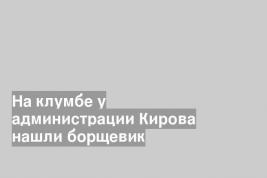 На клумбе у администрации Кирова нашли борщевик