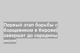 Первый этап борьбы с борщевиком в Кирове завершат до середины июня