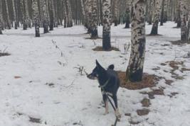 Про чиновников и собак