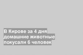 В Кирове за 4 дня домашние животные покусали 6 человек