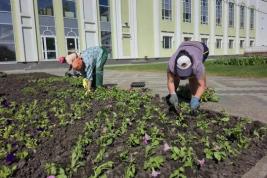 В сквере Державина создали цветочный ковёр из 18 тысяч петуний