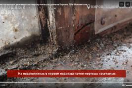 «Инсектицидная» проблема жилого дома