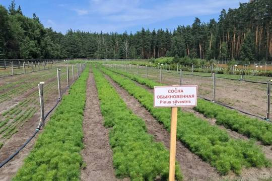 Лес на 700 гектарах земли восстановили в Тамбовской области (фото: департамент лесного хозяйства Тамбовской области)