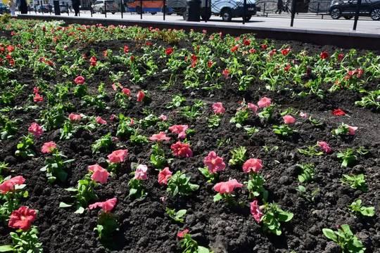 Почти три миллиона цветов высадят в Тамбове (фото: администрация города Тамбова)
