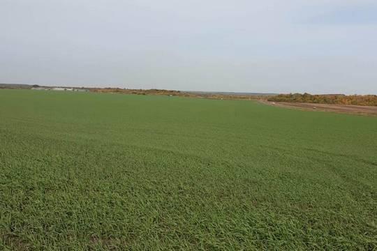 Состояние озимых культур на полях области признали хорошим (фото: tambov.gov.ru)