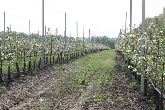 В регионе ведутся работы по обрезке садовых деревьев (фото: tambov.gov.ru)
