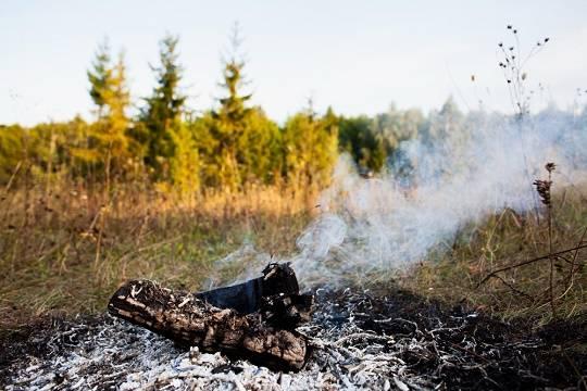 Власти прекращают аренду с недобросовестными лесопользователями (фото: freepik.com/freepik)