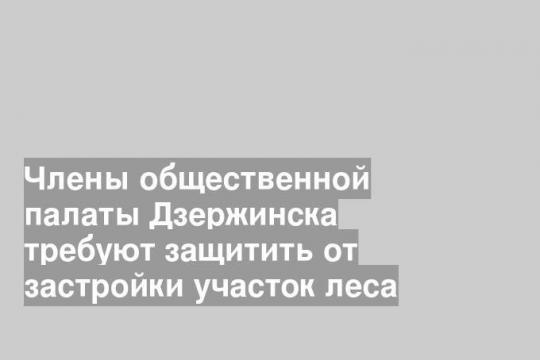 Члены общественной палаты Дзержинска требуют защитить от застройки участок леса