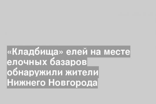 «Кладбища» елей на месте елочных базаров обнаружили жители Нижнего Новгорода