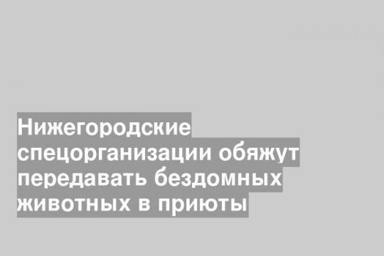 Нижегородские спецорганизации обяжут передавать бездомных животных в приюты