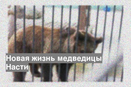 Новая жизнь медведицы Насти