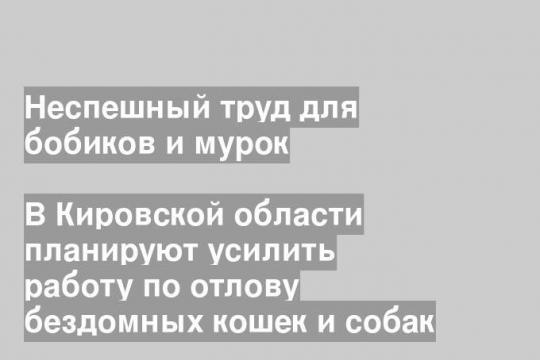В Кировской области планируют усилить работу по отлову бездомных кошек и собак