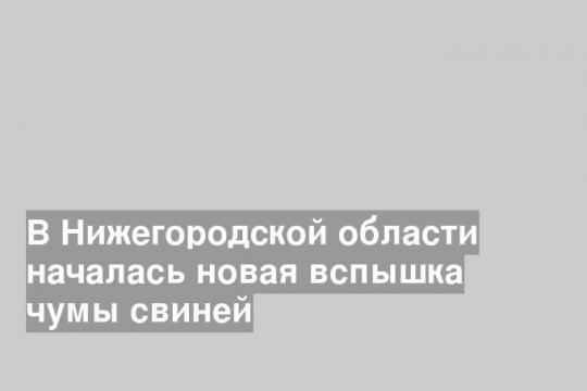 В Нижегородской области началась новая вспышка чумы свиней