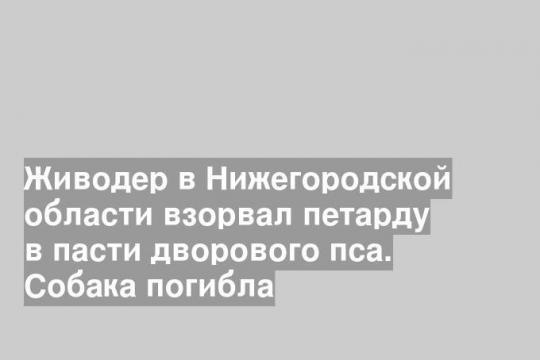 Живодер в Нижегородской области взорвал петарду в пасти дворового пса. Собака погибла
