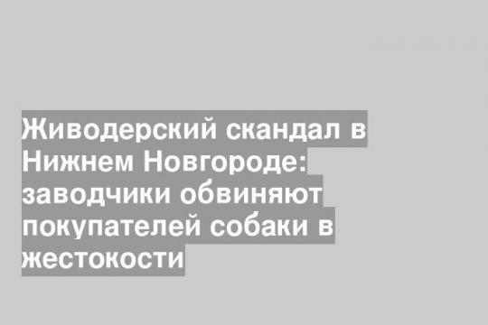 Живодерский скандал в Нижнем Новгороде: заводчики обвиняют покупателей собаки в жестокости