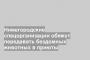 Нижегородские спецорганизации обяжут передавать бездомных животных в приюты