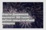 Власти Дзержинска выплатят 300 тысяч рублей семье погибшей женщины